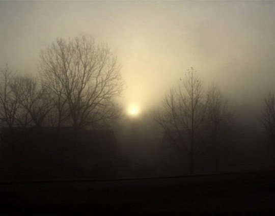 La niebla es una importante fuente de agua. 