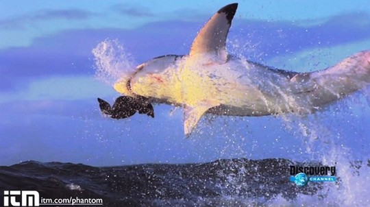 Slow-motion shark attack