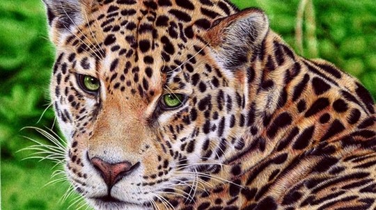 Jaguar