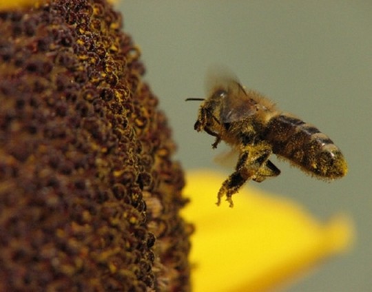 Son imprescindibles para la supervivencia del ecosistema