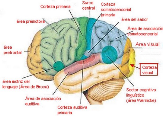 Cerebro humano