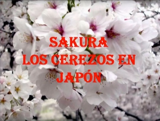 Sakura: la japonesa flor del Cerezo
