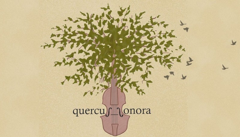 Quercus Sonora
