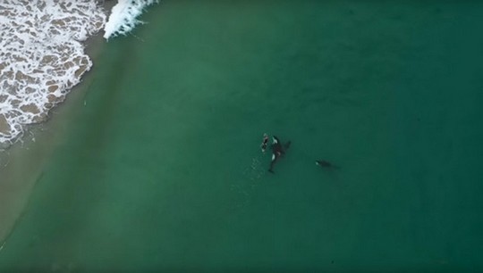 Impactante encuentro con orcas